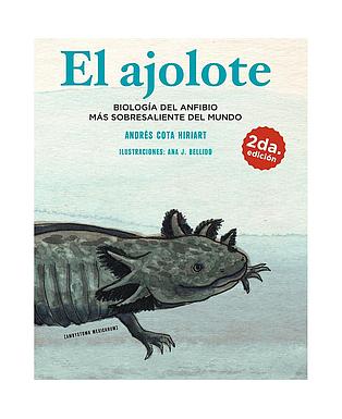 El ajolote